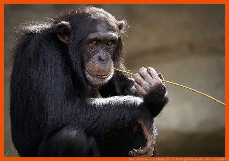 Merkmale des Menschen | Biologie | SchuBu für vergleich schimpanse mensch arbeitsblatt