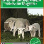 Merkmale Und Anpassungen Heimischer SÃ¤ugetiere Wbf - Innovative ... Fuer Merkmale Säugetiere Arbeitsblatt