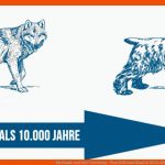 Merkmale Und Ihre Vererbung - Vom Wolf Zum Hund In 1000 Jahren Fuer Hund Wolf Vergleich Arbeitsblatt