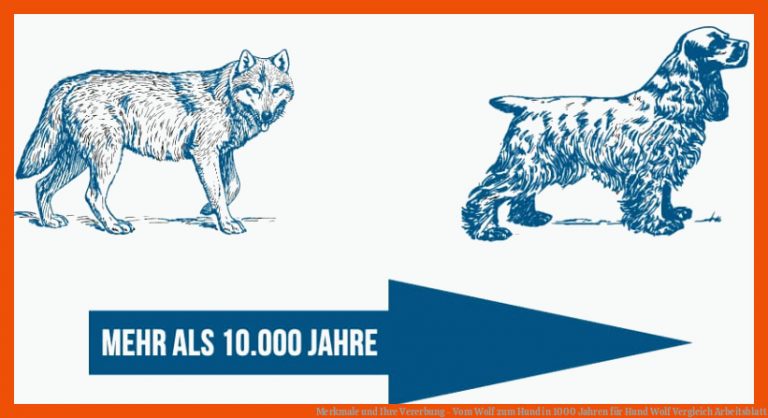Merkmale und Ihre Vererbung - Vom Wolf zum Hund in 1000 Jahren für hund wolf vergleich arbeitsblatt