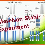 Meselson-stahl-experiment [deutsch, German] - [biologie, Oberstufe, Abitur] Fuer Avery Experiment Arbeitsblatt