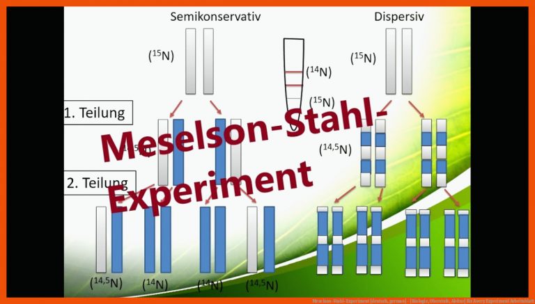 Meselson-Stahl-Experiment [deutsch, german] - [Biologie, Oberstufe, Abitur] für avery experiment arbeitsblatt