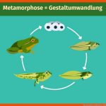 Metamorphose (biologie): Einfach ErklÃ¤rt I Ãbungen Fuer atmung Frosch Arbeitsblatt