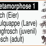 Metamorphose Des Frosches Gratis Biologie-lernplakat Wissens ... Fuer Vom Laich Zum Frosch Entwicklung Arbeitsblatt