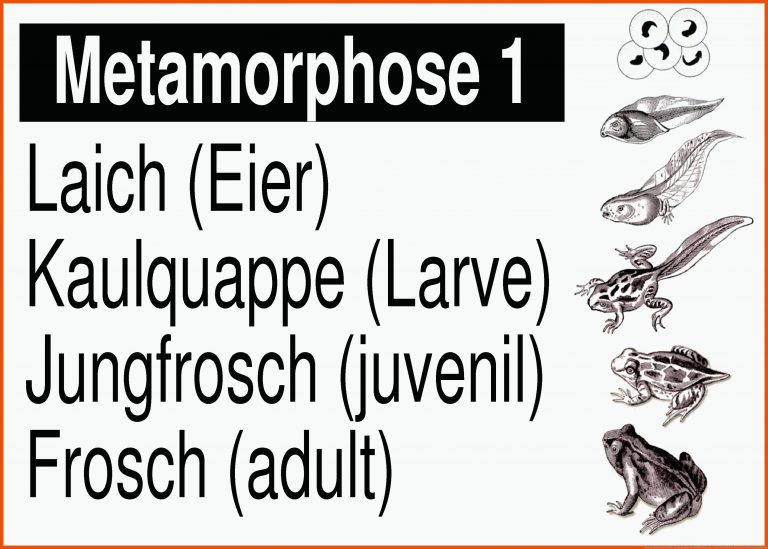 Metamorphose des Frosches | gratis Biologie-Lernplakat Wissens ... für vom laich zum frosch entwicklung arbeitsblatt