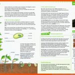 Methodenkompetenz Im Biologieunterricht â Ã¶bv Magazin Fuer Keimung Arbeitsblatt