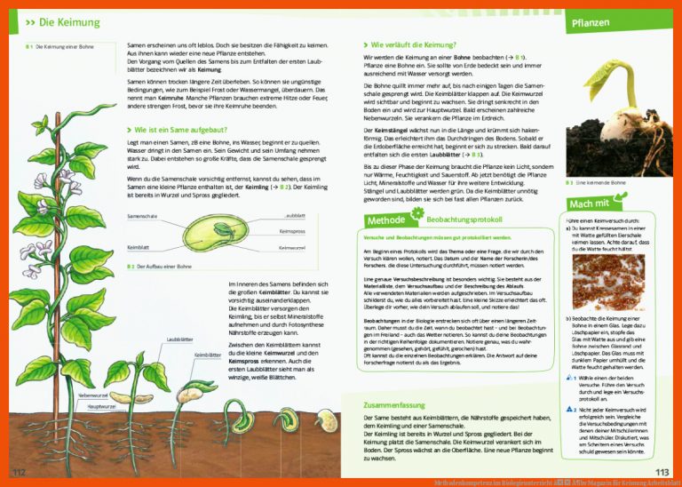 Methodenkompetenz im Biologieunterricht â Ã¶bv Magazin für keimung arbeitsblatt