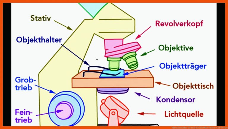 Mikroskop Aufbau (Bestandteile) für mikroskopieren arbeitsblatt