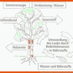Mildenberger Verlag Gmbh - Der Wald (heft 1) Fuer Funktionen Des Waldes Arbeitsblatt