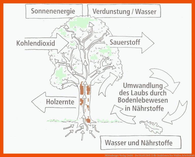 Mildenberger Verlag Gmbh - Der Wald (heft 1) Fuer Funktionen Des Waldes Arbeitsblatt