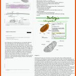Mitochondrien - Abfunk'on Dermitoch... Text Seite 210 ... Fuer Stoffwechselwege Im überblick Arbeitsblatt