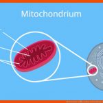 Mitochondrien â¢ Aufbau Und Funktion, atp Â· [mit Video] Fuer Viren Aufbau Arbeitsblatt