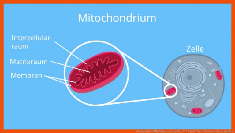 Mitochondrien â¢ Aufbau und Funktion, ATP Â· [mit Video] für viren aufbau arbeitsblatt