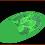 Mitochondrien Und Chloroplasten (artikel) Khan Academy Fuer Chloroplast Bau Und Funktion Arbeitsblatt