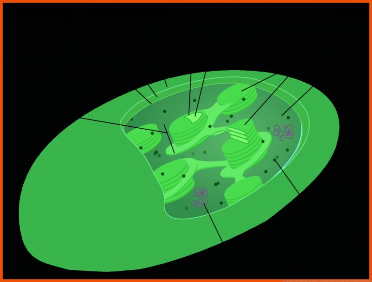 Mitochondrien Und Chloroplasten (artikel) Khan Academy Fuer Chloroplast Bau Und Funktion Arbeitsblatt