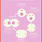 Mitose: Die Zellkernteilung Einfach ErklÃ¤rt Fuer Zellzyklus Arbeitsblatt