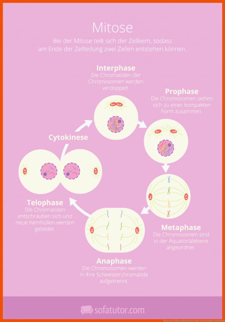 Mitose: Die Zellkernteilung einfach erklÃ¤rt für zellzyklus arbeitsblatt
