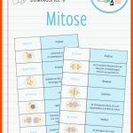 Mitose Domino Spiel â Unterrichtsmaterial Im Fach Biologie â Artofit Fuer Mitose Arbeitsblatt Lösungen