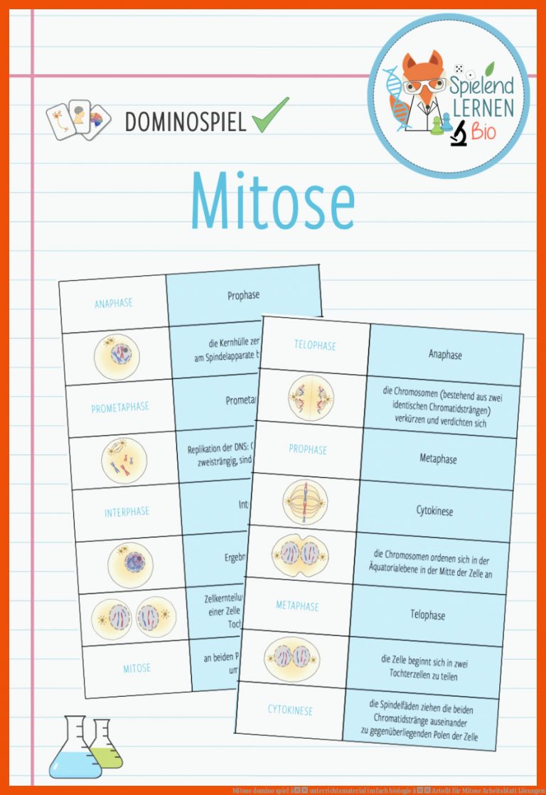 Mitose domino spiel â unterrichtsmaterial im fach biologie â Artofit für mitose arbeitsblatt lösungen