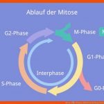 Mitose â¢ Phasen, Ablauf, Bedeutung, Interphase Â· [mit Video] Fuer Zellzyklus Arbeitsblatt