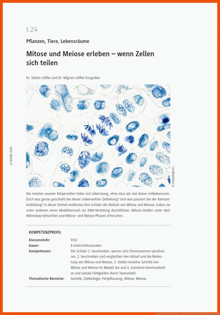 Mitose Und Meiose Erleben - Wenn Zellen Sich Teilen Fuer Mitose Arbeitsblatt