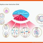 Mitose - Zellvermehrung Fuer Zellzyklus Arbeitsblatt