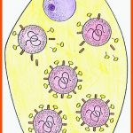 Modell Virus-vermehrung Fuer Vermehrung Viren Arbeitsblatt