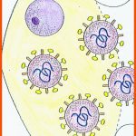 Modell Virus-vermehrung Fuer Viren Aufbau Arbeitsblatt