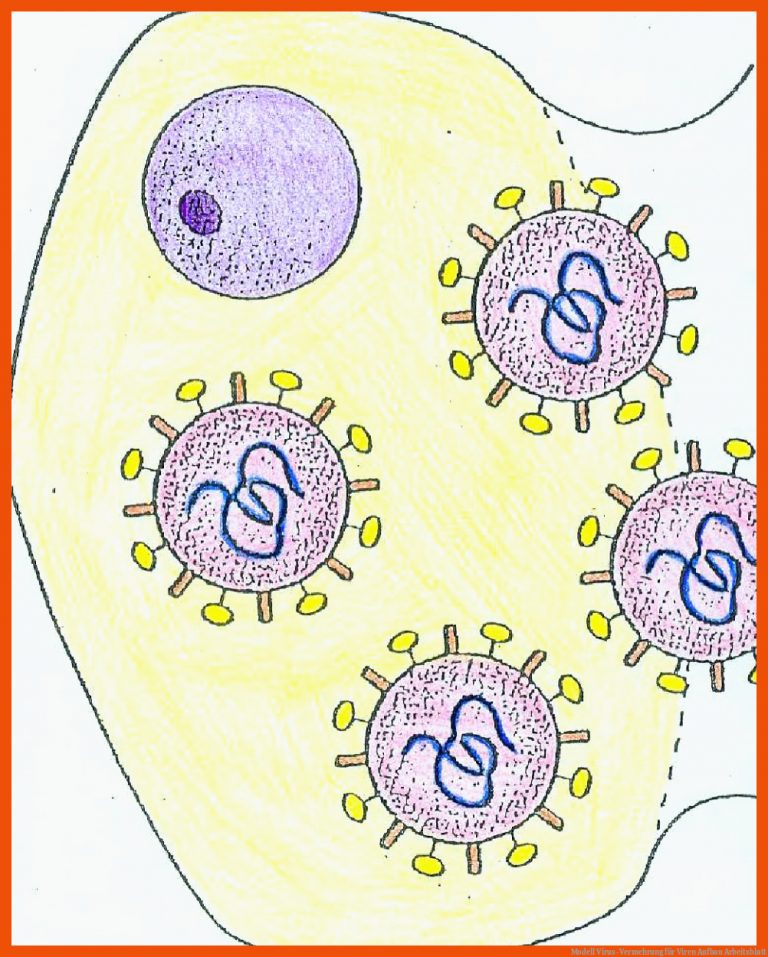 Modell Virus-vermehrung Fuer Viren Aufbau Arbeitsblatt