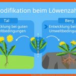 Modifikation â¢ Definition, Beispiele, Bedeutung Â· [mit Video] Fuer Mutation Und Modifikation Arbeitsblatt Lösungen