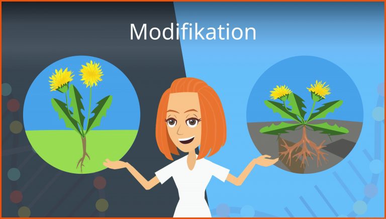 Modifikation für mutation und modifikation arbeitsblatt lösungen