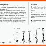 Modifikation [ue Ma] Biologieunterricht.info Fuer Mutation Und Modifikation Arbeitsblatt Lösungen