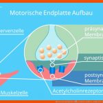 Motorische Endplatte â¢ Einfach ErklÃ¤rt, Aufbau Â· [mit Video] Fuer Arbeitsblatt Synapse Beschriften