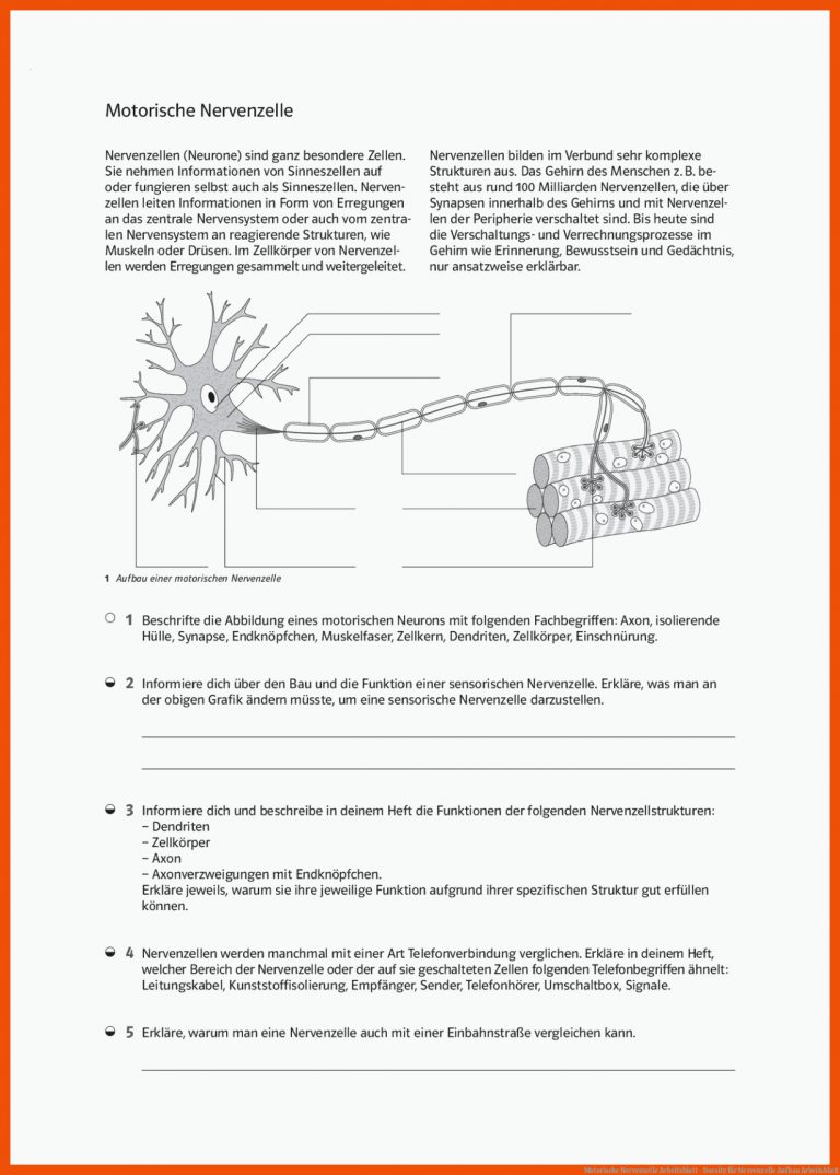 Motorische Nervenzelle Arbeitsblatt - Docsity für nervenzelle aufbau arbeitsblatt
