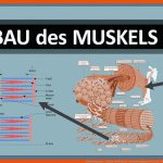 Muskelanatomie - Aufbau Des Muskels - Skelettmuskulatur Im Detail - Aktin, Myosin & Z-scheiben Fuer Arbeitsblatt Aufbau Muskel