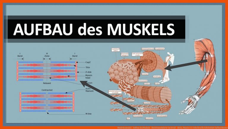 Muskelanatomie - Aufbau des Muskels - Skelettmuskulatur im Detail - Aktin, Myosin & Z-Scheiben für arbeitsblatt aufbau muskel
