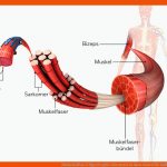 Muskelaufbau & Hypertrophie: Das Musst Du Dazu Wissen! Fuer Aufbau Muskel Arbeitsblatt