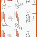 Muskelgewebe: Arten, Wirkungsweise Und Hilfseinrichtungen Fuer Muskeln Arbeitsblatt