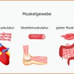 Muskeln - Anatomie Gesundheitsportal Fuer Aufbau Muskel Arbeitsblatt