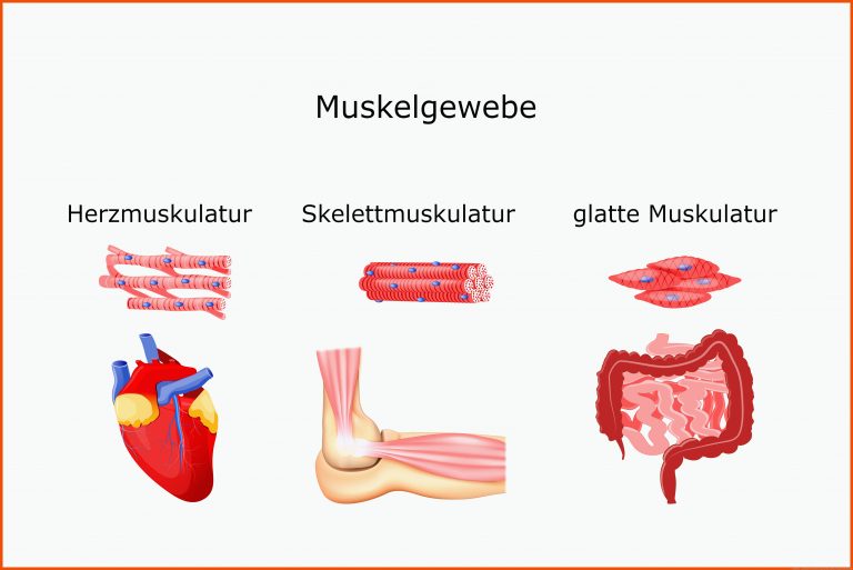 Muskeln - Anatomie Gesundheitsportal Fuer Aufbau Muskel Arbeitsblatt