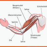 Muskulatur Biologie Schubu Fuer Muskulatur Und Bewegung Arbeitsblatt Mit Lösungen