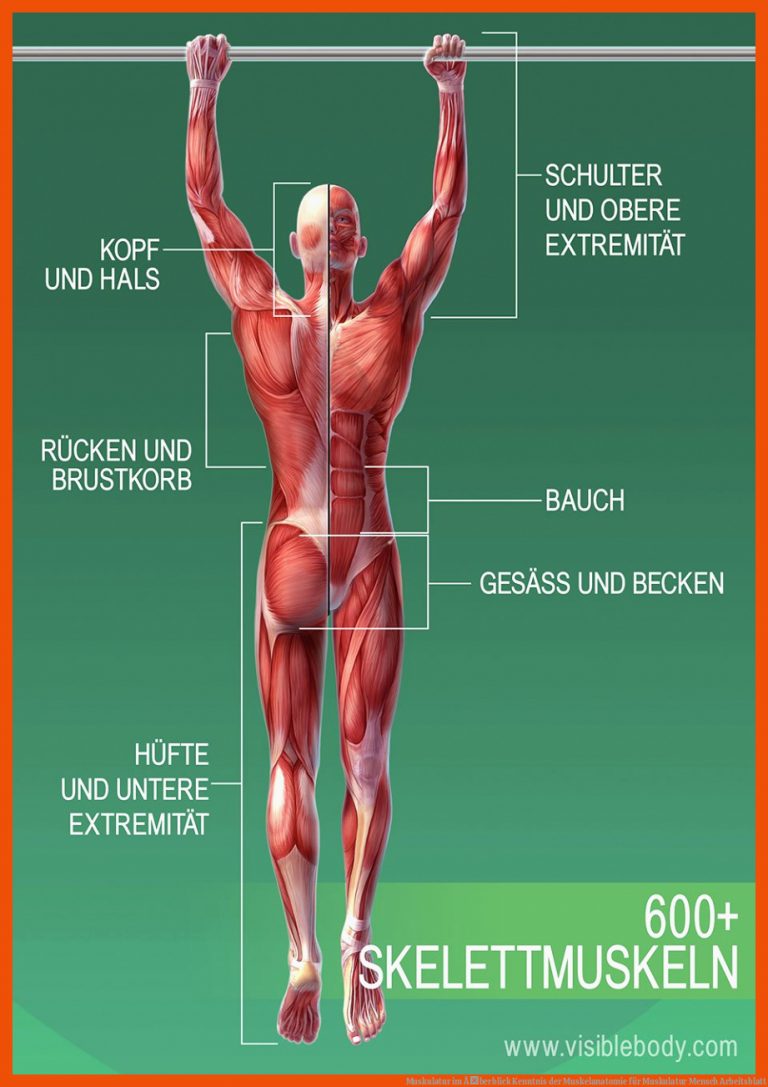 Muskulatur im Ãberblick | Kenntnis der Muskelanatomie für muskulatur mensch arbeitsblatt