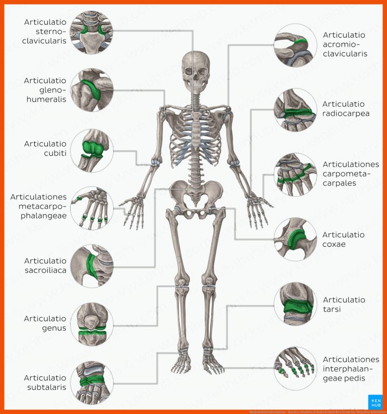 Muskuloskelettales System - Knochen, Muskeln, Gelenke | Kenhub für gelenke des menschen arbeitsblatt