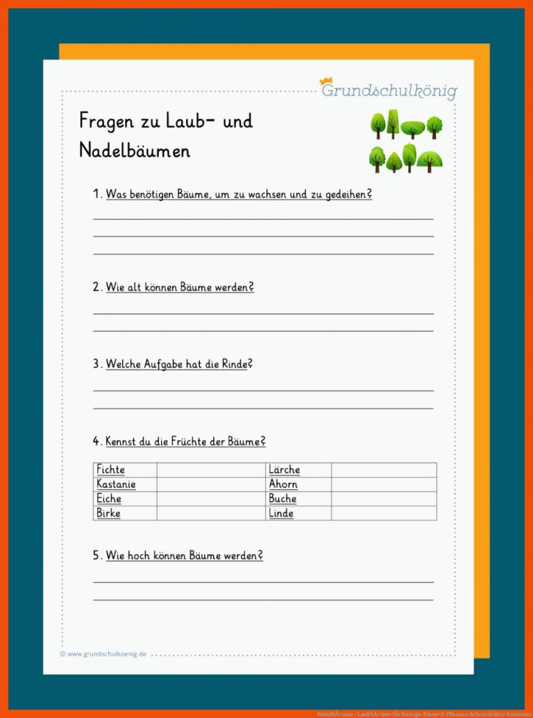 NadelbÃ¤ume / LaubbÃ¤ume für biologie klasse 6 pflanzen arbeitsblätter kostenlos
