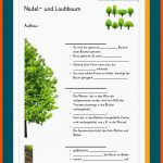 NadelbÃ¤ume / LaubbÃ¤ume Fuer Sachunterricht Klasse 2 Bäume Arbeitsblätter Kostenlos