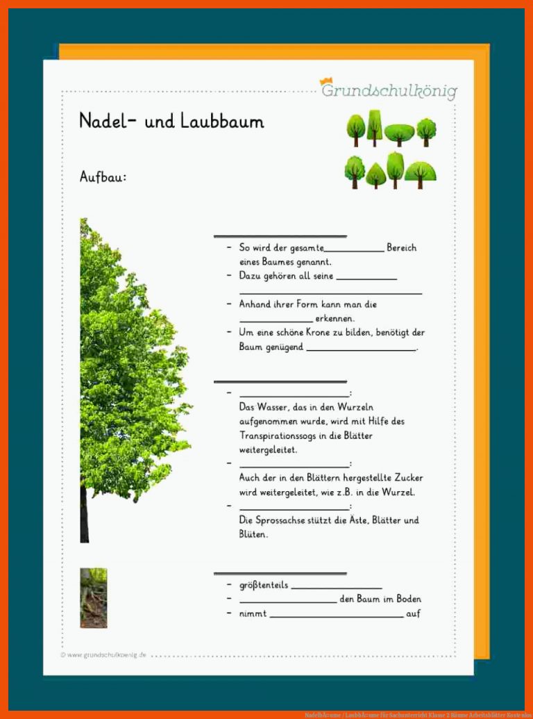 NadelbÃ¤ume / LaubbÃ¤ume für sachunterricht klasse 2 bäume arbeitsblätter kostenlos