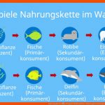 Nahrungskette â¢ Beispiel Wald Und See, Nahrungsbeziehungen Â· [mit ... Fuer Nahrungskette Meer Arbeitsblatt