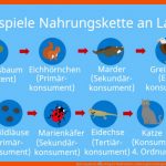 Nahrungskette â¢ Beispiel Wald Und See, Nahrungsbeziehungen Â· [mit ... Fuer Nahrungskette Meer Arbeitsblatt