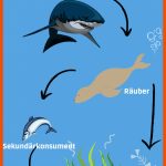 Nahrungskette Meer - Das Leben Unter Wasser Leicht ErklÃ¤rt Fuer Nahrungskette Meer Arbeitsblatt