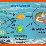 Nahrungskette See - Alles Ã¼bers Fressen Und Gefressen Werden Fuer Arbeitsblatt Aufbau Fisch Klasse 5